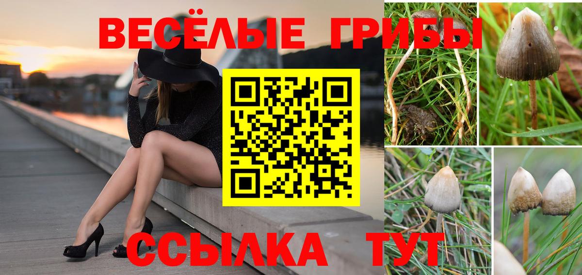 Псилоцибиновые грибы мицелий Похвистнево